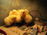 Baby chicks! 